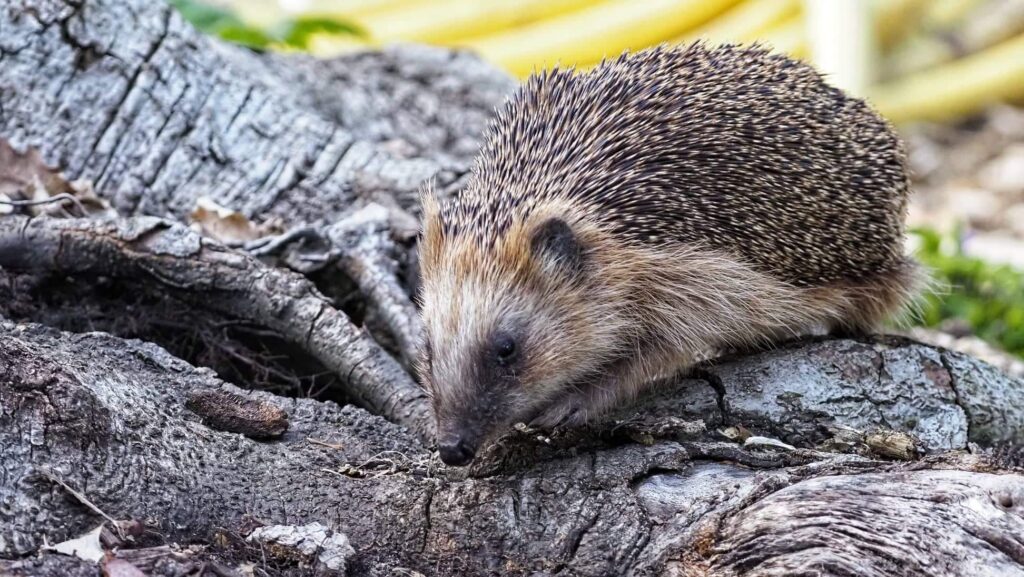 Hedgehog